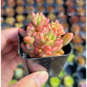 Pink Jelly Bean Succulent Live Plant (Sedum Rubrotinctum 'Aurora') - 2 Inch Pot, Indoor/Outdoor - Image 1