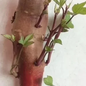 Pink Korea Sweet Potato Slips - 10 Live Cuttings for Planting Outdoor - Image 2