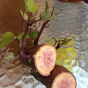 Pink Korea Sweet Potato Slips - 10 Live Cuttings for Planting Outdoor - Image 3