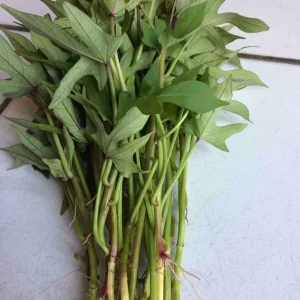 Pink Korea Sweet Potato Slips - 10 Live Cuttings for Planting Outdoor - Image 4