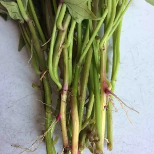 Pink Korea Sweet Potato Slips - 10 Live Cuttings for Planting Outdoor - Image 5