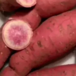 Pink Korea Sweet Potato Slips - 10 Live Cuttings for Planting Outdoor - Image 1