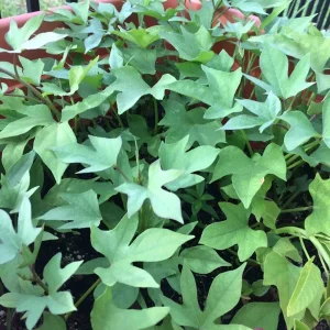 Pink Korea Sweet Potato Slips - 10 Live Cuttings for Planting Outdoor - Image 6