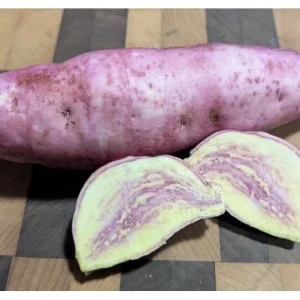 Pink Korea Sweet Potato Slips - 10 Live Cuttings for Planting Outdoor - Image 7