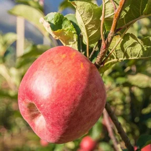 Pink Lady Apple Tree Live Plant – Hardy Fruit Tree for Home Gardens – 24 Inch Tall - Image 2