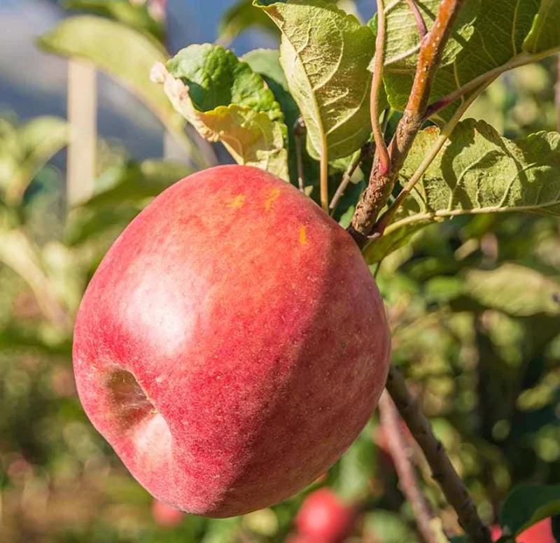 Pink Lady Apple Tree Live Plant – Hardy Fruit Tree for Home Gardens – 24 Inch Tall - Image 2