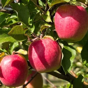 Pink Lady Apple Tree Live Plant – Hardy Fruit Tree for Home Gardens – 24 Inch Tall - Image 3