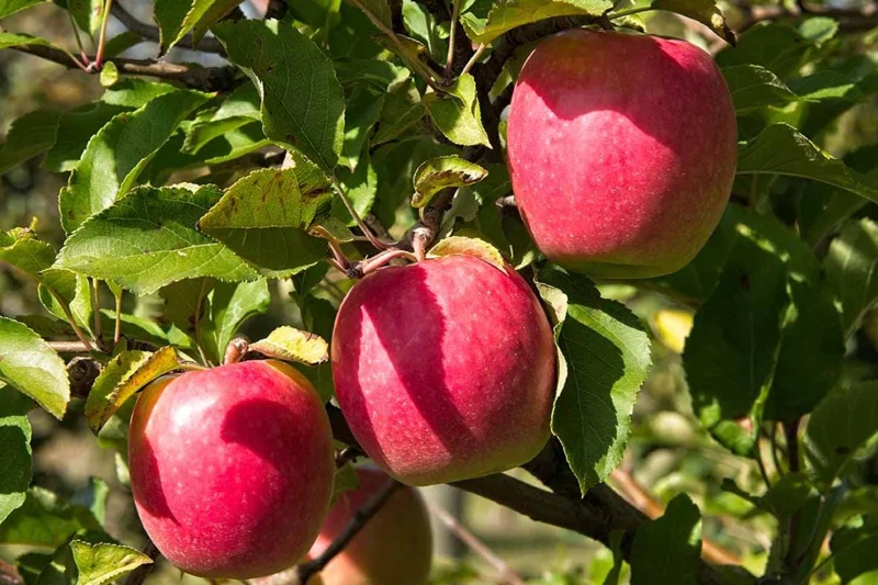 Pink Lady Apple Tree Live Plant – Hardy Fruit Tree for Home Gardens – 24 Inch Tall - Image 3