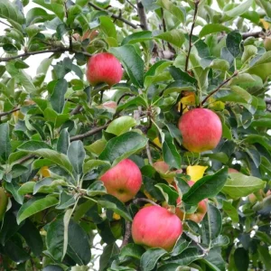 Pink Lady Apple Tree Live Plant – Hardy Fruit Tree for Home Gardens – 24 Inch Tall - Image 4