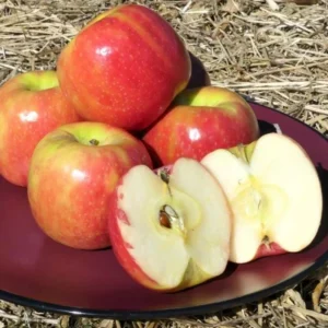 Pink Lady Apple Tree Live Plant – Hardy Fruit Tree for Home Gardens – 24 Inch Tall - Image 1