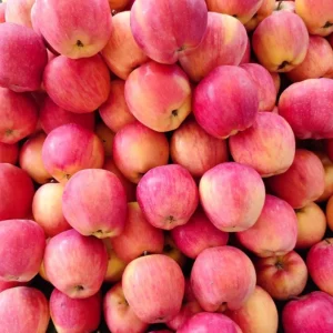 Pink Lady Apple Tree Live Plant – Hardy Fruit Tree for Home Gardens – 24 Inch Tall - Image 6