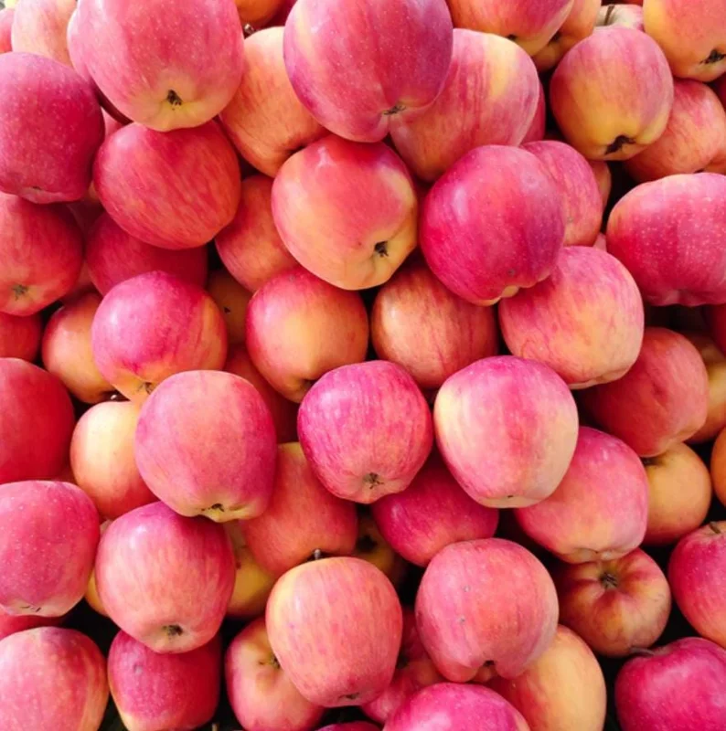 Pink Lady Apple Tree Live Plant – Hardy Fruit Tree for Home Gardens – 24 Inch Tall - Image 6