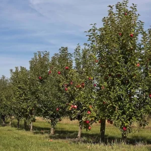 Pink Lady Apple Tree Live Plant – Hardy Fruit Tree for Home Gardens – 24 Inch Tall - Image 7