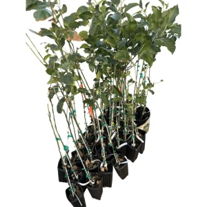 Pink Lady Apple Tree Live Plant – Sweet Red Apple Fruit – 2 Feet Tall - Image 2