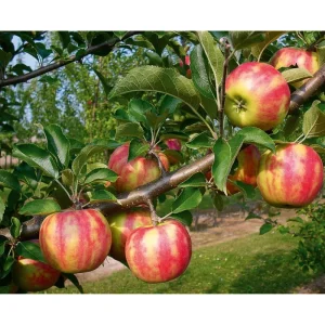 Pink Lady Apple Tree Live Plant – Sweet Red Apple Fruit – 2 Feet Tall - Image 3