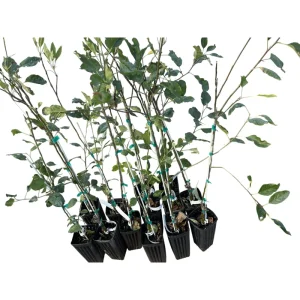 Pink Lady Apple Tree Live Plant – Sweet Red Apple Fruit – 2 Feet Tall - Image 5