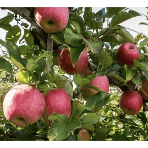Pink Lady Apple Tree Live Plant – Sweet Red Apple Fruit – 2 Feet Tall - Image 6