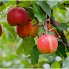 Pink Lady Apple Tree Live Plant – Sweet Red Apple Fruit – 2 Feet Tall - Image 1