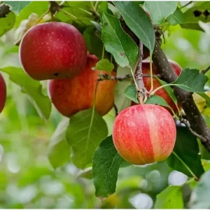 Pink Lady Apple Tree Live Plant – Sweet Red Apple Fruit – 2 Feet Tall - Image 1