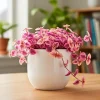 Pink Lady Callisia Repens Live Plant – Pink Turtle Vine – Indoor Trailing Succulent - Image 1