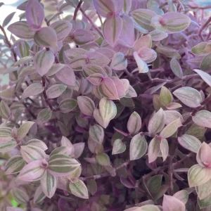 Pink Lady Callisia Repens Live Plant – Pink Turtle Vine – Indoor Trailing Succulent - Image 3