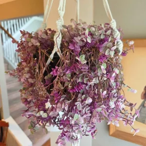 Pink Lady Callisia Repens Live Plant – Pink Turtle Vine – Indoor Trailing Succulent - Image 4