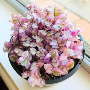 Pink Lady Callisia Repens Live Plant – Pink Turtle Vine – Indoor Trailing Succulent - Image 5