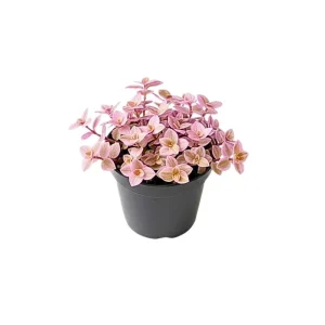 Pink Lady Callisia Repens Live Plant - Pink Turtle Vine Trailing Succulent - Image 6