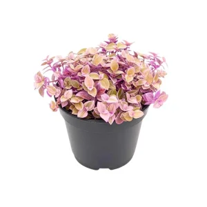 Pink Lady Callisia Repens Live Plant – Pink Turtle Vine – Indoor Trailing Succulent - Image 7