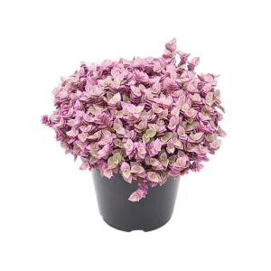 Pink Lady Callisia Repens Live Plant – Pink Turtle Vine – Indoor Trailing Succulent - Image 8