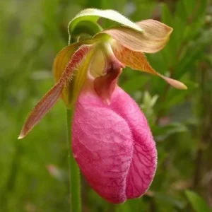 Pink Lady's Slipper Bulb - 1 Bare Root Cypripedium Acaule for Garden - Image 2
