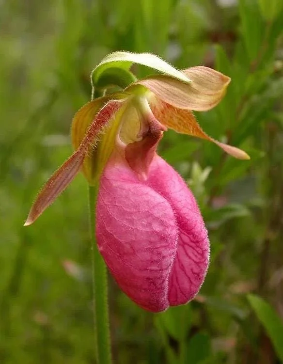 Pink Lady's Slipper Bulb - 1 Bare Root Cypripedium Acaule for Garden - Image 2