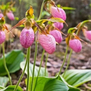 Pink Lady's Slipper Bulb - 1 Bare Root Cypripedium Acaule for Garden - Image 3