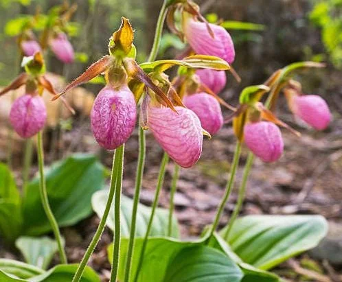 Pink Lady's Slipper Bulb - 1 Bare Root Cypripedium Acaule for Garden - Image 3