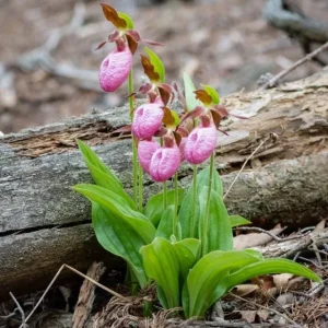 Pink Lady's Slipper Bulb - 1 Bare Root Cypripedium Acaule for Garden - Image 4