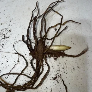 Pink Lady's Slipper Bulb - 1 Bare Root Cypripedium Acaule for Garden - Image 5