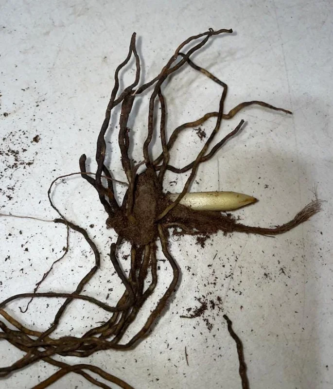 Pink Lady's Slipper Bulb - 1 Bare Root Cypripedium Acaule for Garden - Image 5