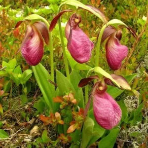 Pink Lady's Slipper Bulb - 1 Bare Root Cypripedium Acaule for Garden - Image 1