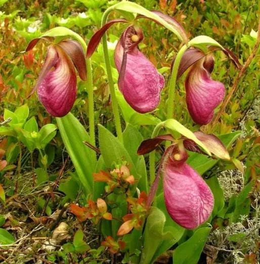 Pink Lady's Slipper Bulb - 1 Bare Root Cypripedium Acaule for Garden - Image 1