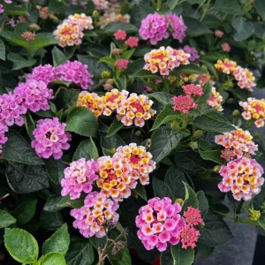 Pink Lantana Live Plant 4-6 Inch Tall - Fragrant Perennial Flowers for Garden - Image 2
