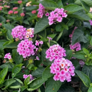 Pink Lantana Live Plant 4-6 Inch Tall - Fragrant Perennial Flowers for Garden - Image 3