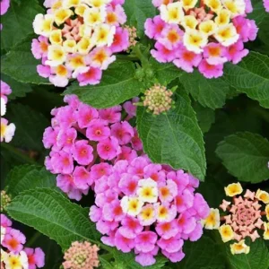 Pink Lantana Live Plant 4-6 Inch Tall - Fragrant Perennial Flowers for Garden - Image 4