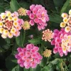 Pink Lantana Live Plant 4-6 Inch Tall - Fragrant Perennial Flowers for Garden - Image 1