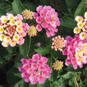 Pink Lantana Live Plant 4-6 Inch Tall - Fragrant Perennial Flowers for Garden - Image 1