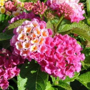Pink Lantana Live Plant 4-6 Inch Tall - Fragrant Perennial Flowers for Garden - Image 6