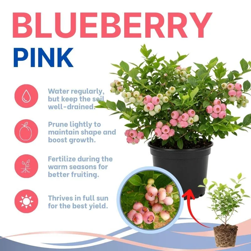 Pink Lemonade Blueberry Live Plant – 4-9 Inches Tall – Hardy Fruiting Shrub - Image 2