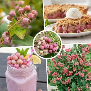 Pink Lemonade Blueberry Live Plant – 4-9 Inches Tall – Hardy Fruiting Shrub - Image 3
