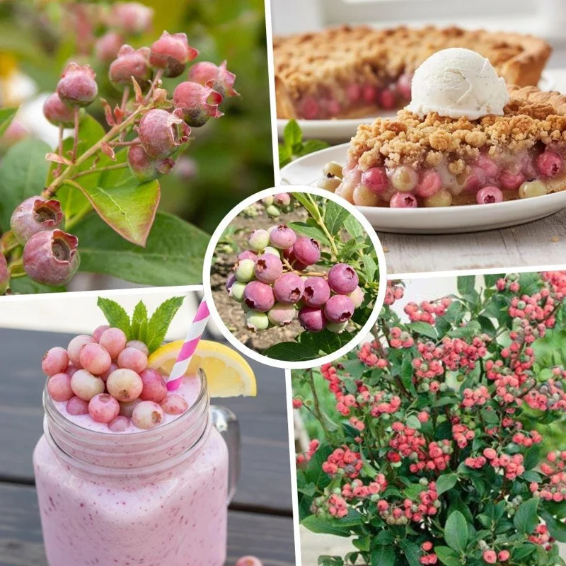 Pink Lemonade Blueberry Live Plant – 4-9 Inches Tall – Hardy Fruiting Shrub - Image 3