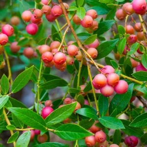 Pink Lemonade Blueberry Live Plant – 4-9 Inches Tall – Hardy Fruiting Shrub - Image 4