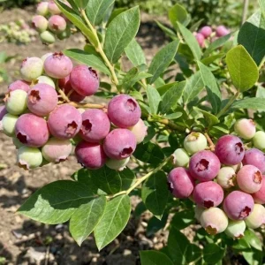 Pink Lemonade Blueberry Live Plant – 4-9 Inches Tall – Hardy Fruiting Shrub - Image 5